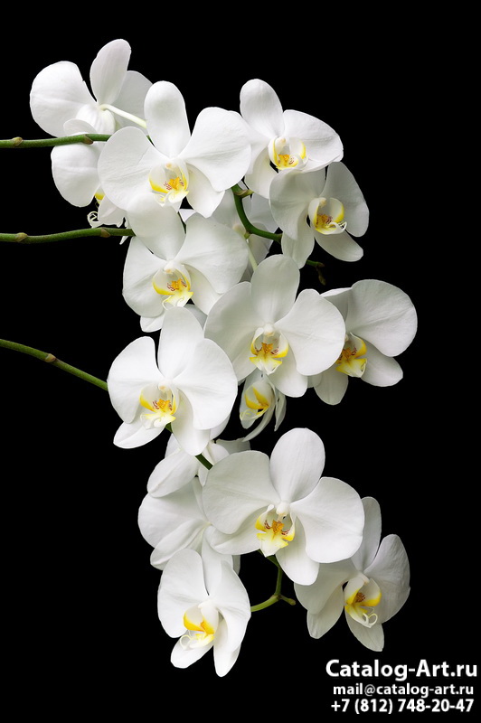 картинки для фотопечати на потолках, идеи, фото, образцы - Потолки с фотопечатью - Белые орхидеи 21